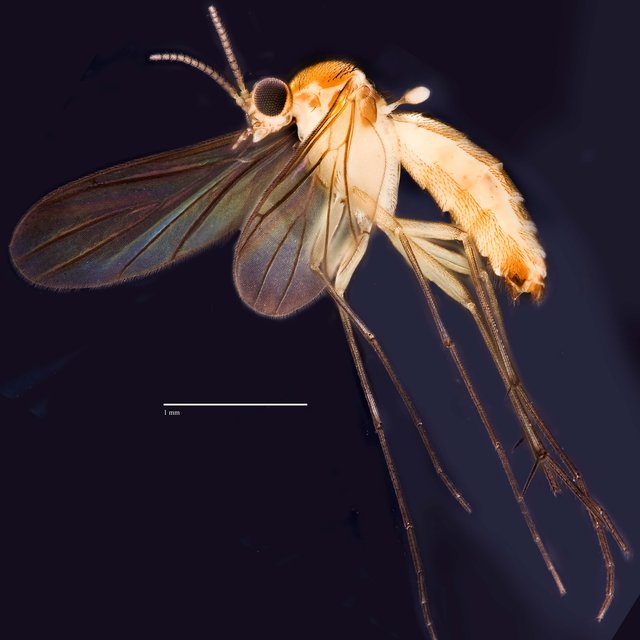 Autriaclophila sp. "ZRCBDP0048641" • © Ang Yuchen • All Rights Reserved