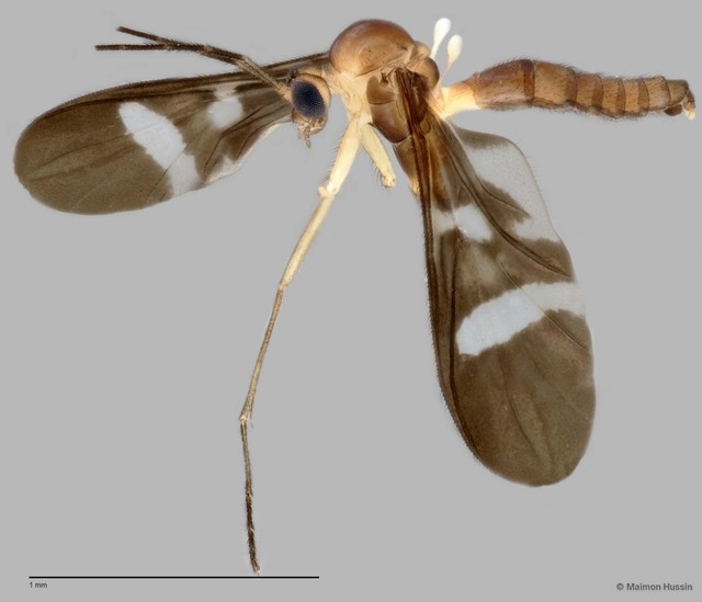Chiasmoneura anthracina • © Maimon Hussin • All Rights Reserved