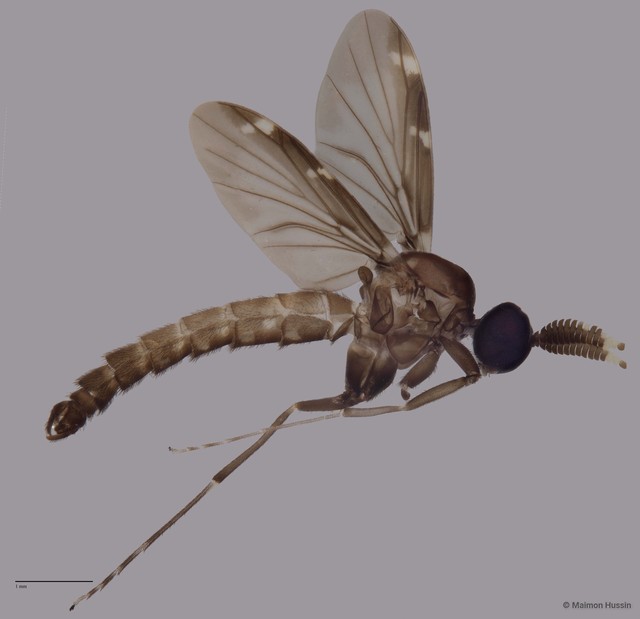 Heteropterna sp. "ZRCBDP0048236" • © Maimon Hussin • All Rights Reserved