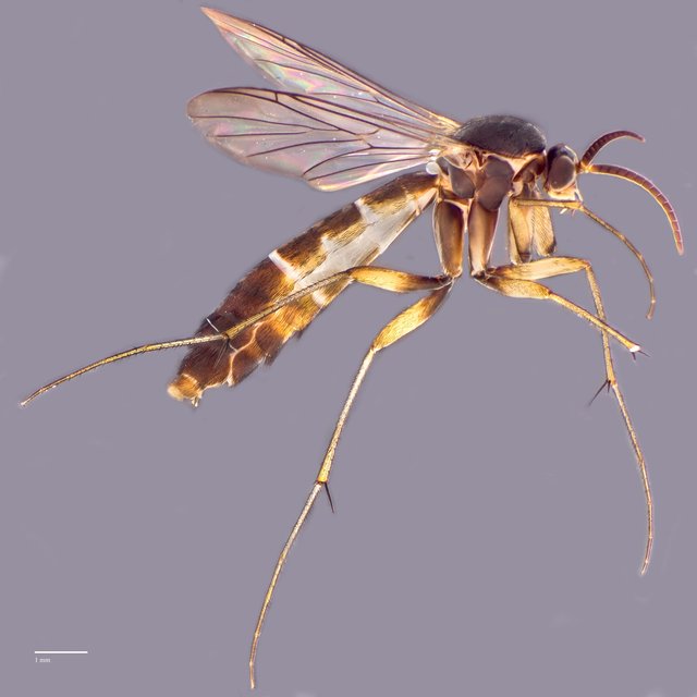 Isoneuromyia sp. "ZRCBDP0048590" • © Ang Yuchen • All Rights Reserved