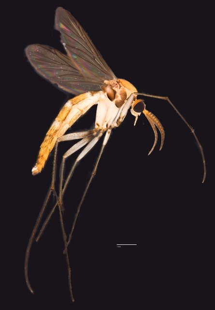 Isoneuromyia sp. "ZRCBDP0048599" • © Ang Yuchen • All Rights Reserved