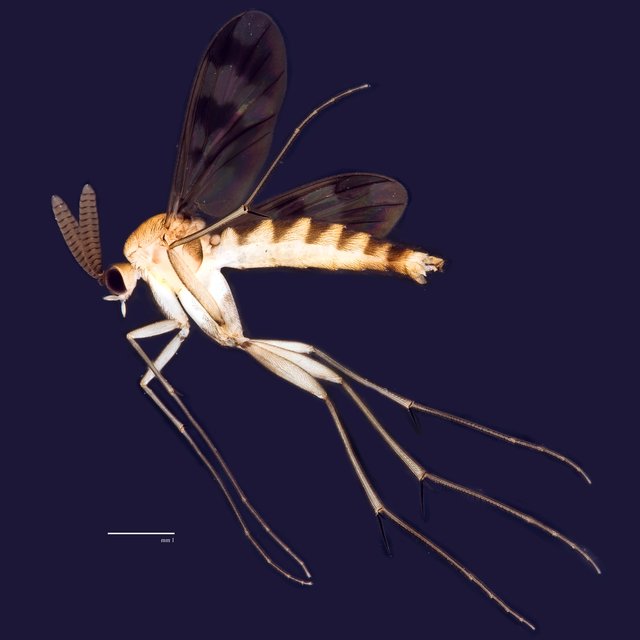 Keroplatus sp. "ZRCBDP0048638" • © Ang Yuchen • All Rights Reserved