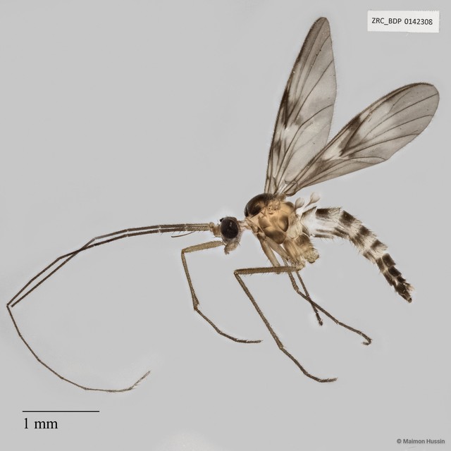 Macrocera sp. "ZRCBDP0041027" • © Maimon Hussin • All Rights Reserved