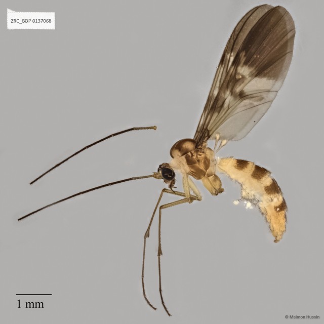 Macrocera sp. "ZRCBDP0048635"