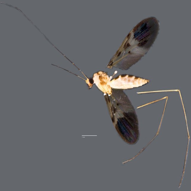 Macrocera sp. "ZRCBDP0048636" • © Ang Yuchen • All Rights Reserved
