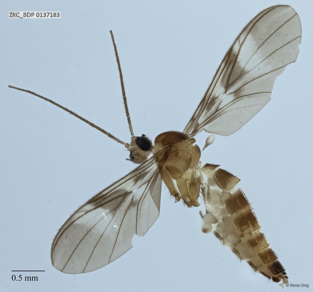 Macrocera sp. "ZRCBDP0088624" • © Rene Ong • All Rights Reserved
