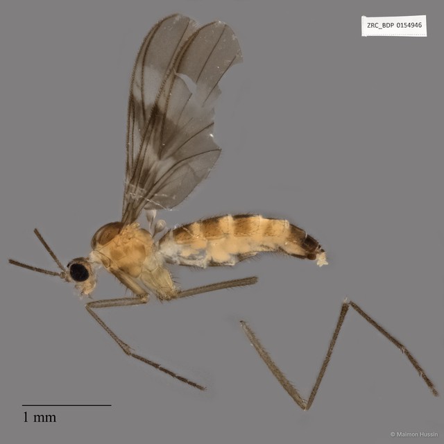 Macrocera sp. "ZRCBDP0136960" • © Maimon Hussin • All Rights Reserved