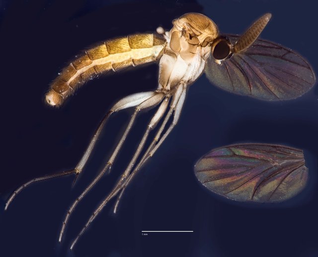 Placoceratias sp. "ZRCBDP0048640" • © Ang Yuchen • All Rights Reserved