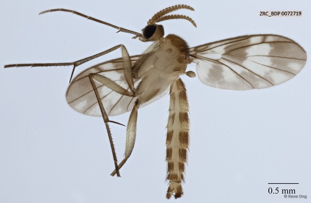 Proceroplatus sp. "ZRCBDP0047788"