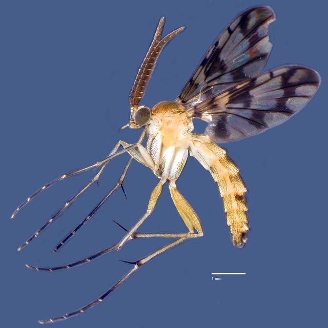 Proceroplatus sp. "ZRCBDP0048584" • © Ang Yuchen • All Rights Reserved