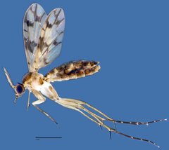Proceroplatus sp. "ZRCBDP0048586"