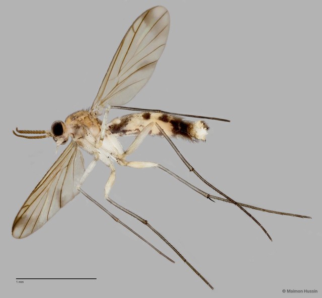 Proceroplatus sp. "ZRCBDP0048602" • © Maimon Hussin • All Rights Reserved