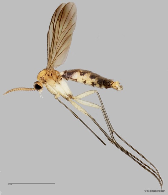 Proceroplatus sp. "ZRCBDP0048603" • © Maimon Hussin • All Rights Reserved