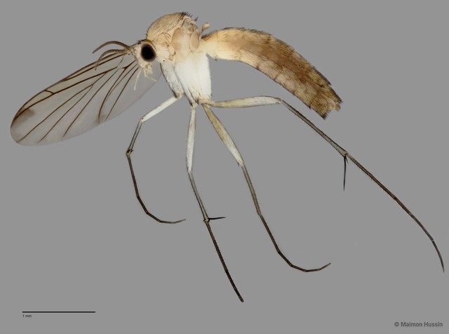 Truplaya sp. "ZRCBDP0048627"