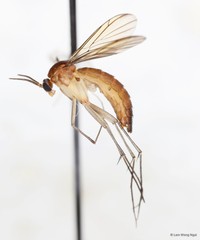 Xenoplatyura beaveri Matile, 1979