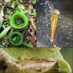 Xenoplatyura beaveri • © Lam Weng Ngai • All Rights Reserved