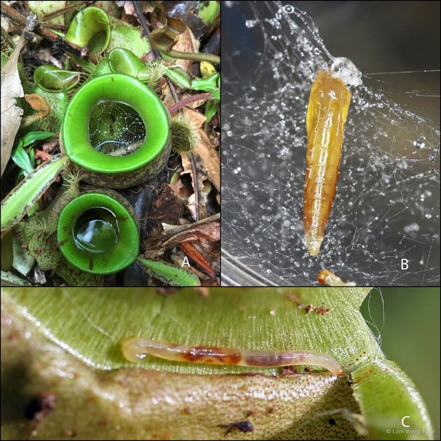 Xenoplatyura beaveri