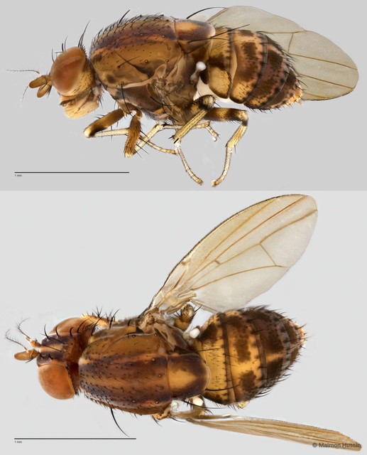 Lauxaniidae sp. "ZRCBDP0021681" • © Maimon Hussin • All Rights Reserved
