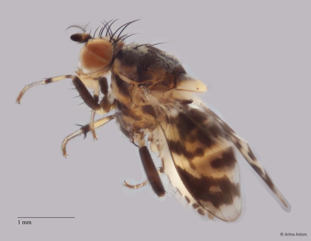 Homoneurinae sp. "ZRCBDP0054811" • © Arina Adom • All Rights Reserved