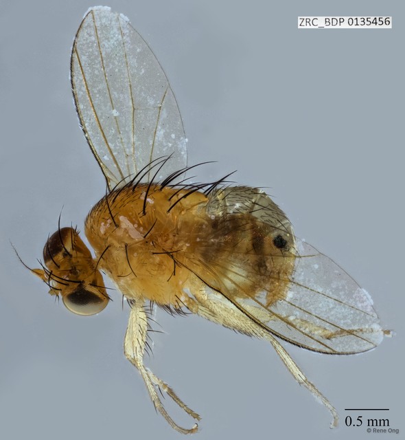 Lauxaniidae sp. "ZRCBDP0056455" • © Rene Ong • All Rights Reserved