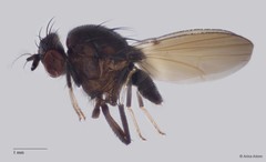 Homoneurinae sp. "ZRCBDP0063655"