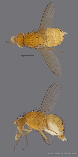 Lauxaniidae sp. "ZRCBDP0079869" • © Miteshravin S/O Ravindran • All Rights Reserved