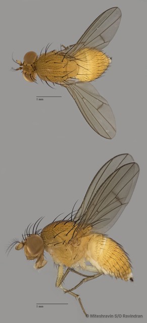 Lauxaniidae sp. "ZRCBDP0080011" • © Miteshravin S/O Ravindran • All Rights Reserved