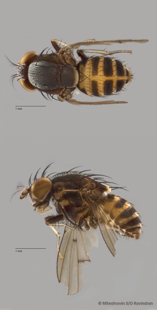 Lauxaniidae sp. "ZRCBDP0080017" • © Miteshravin S/O Ravindran • All Rights Reserved