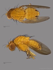 Lauxaniidae sp. "ZRCBDP0081024" • © Miteshravin S/O Ravindran • All Rights Reserved