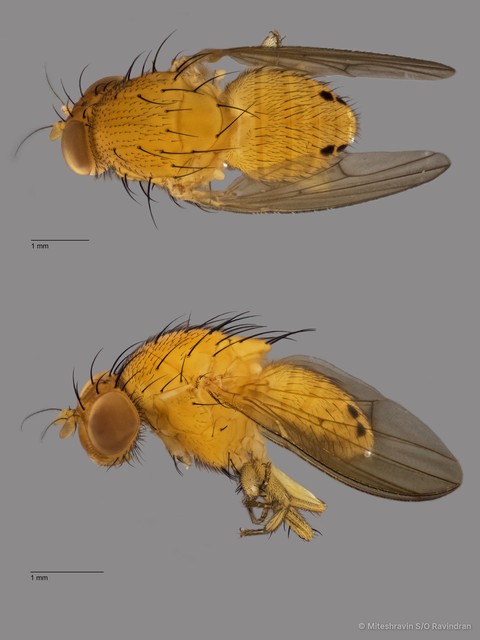 Lauxaniidae sp. "ZRCBDP0081024" • © Miteshravin S/O Ravindran • All Rights Reserved