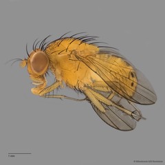 Lauxaniidae sp. "ZRCBDP0081024" • © Miteshravin S/O Ravindran • All Rights Reserved