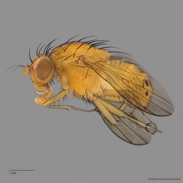 Lauxaniidae sp. "ZRCBDP0081024"