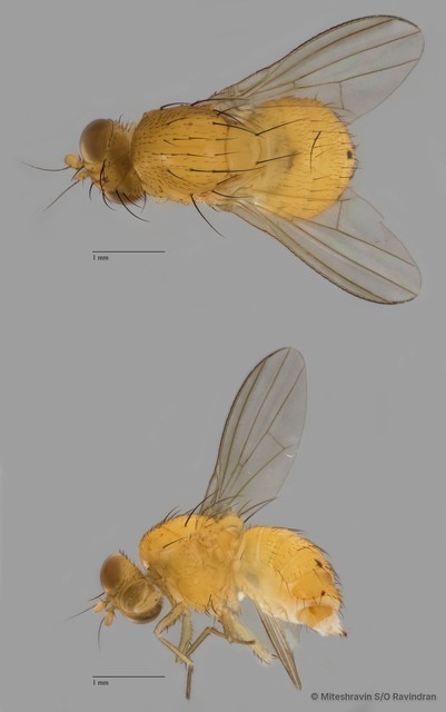 Lauxaniidae sp. "ZRCBDP0081074" • © Miteshravin S/O Ravindran • All Rights Reserved