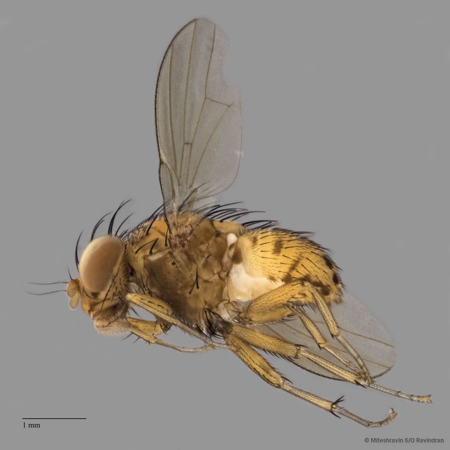 Lauxaniidae sp. "ZRCBDP0089431" • © Miteshravin S/O Ravindran • All Rights Reserved