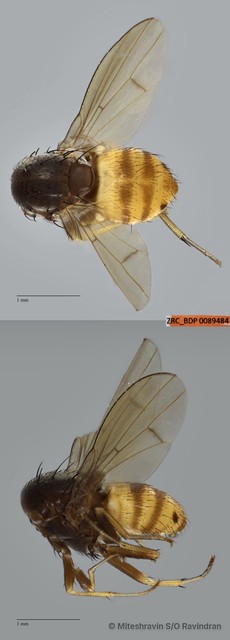 Lauxaniidae sp. "ZRCBDP0089484" • © Miteshravin S/O Ravindran • All Rights Reserved