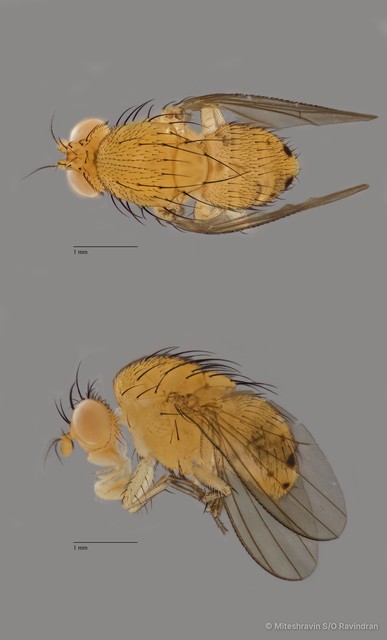 Lauxaniidae sp. "ZRCBDP0089502" • © Miteshravin S/O Ravindran • All Rights Reserved
