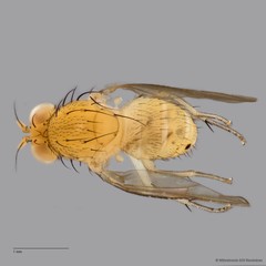 Lauxaniidae sp. "ZRCBDP0089860"