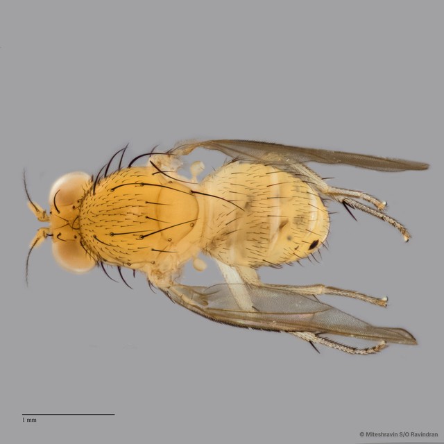 Lauxaniidae sp. "ZRCBDP0089860" • © Miteshravin S/O Ravindran • All Rights Reserved