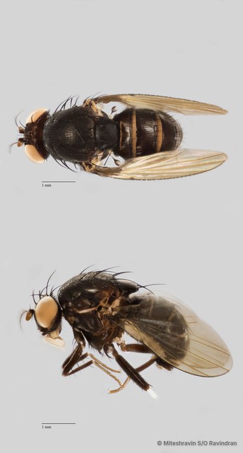 Lauxaniidae sp. "ZRCBDP0090249" • © Miteshravin S/O Ravindran • All Rights Reserved
