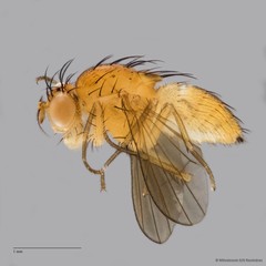 Lauxaniidae sp. "ZRCBDP0090254" • © Miteshravin S/O Ravindran • All Rights Reserved