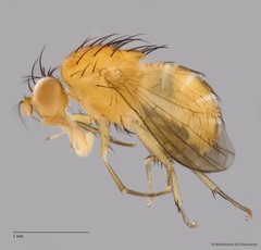 Lauxaniidae sp. "ZRCBDP0090254" • © Miteshravin S/O Ravindran • All Rights Reserved
