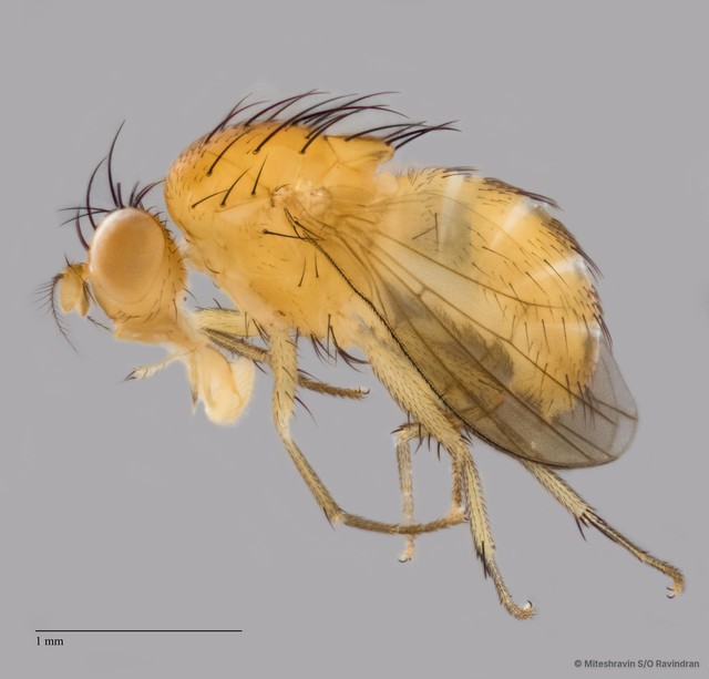 Lauxaniidae sp. "ZRCBDP0090254"