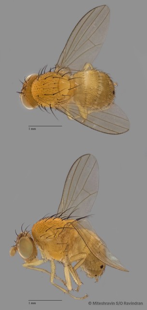 Lauxaniidae sp. "ZRCBDP0090258" • © Miteshravin S/O Ravindran • All Rights Reserved