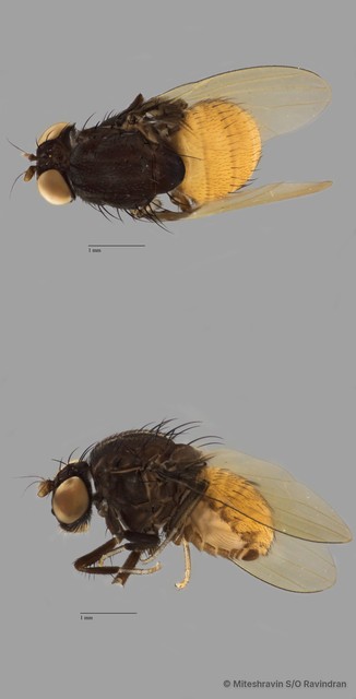Lauxaniidae sp. "ZRCBDP0090395" • © Miteshravin S/O Ravindran • All Rights Reserved