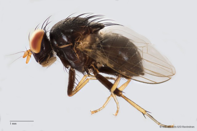 Lauxaniidae sp. "ZRCBDP0090567" • © Miteshravin S/O Ravindran • All Rights Reserved