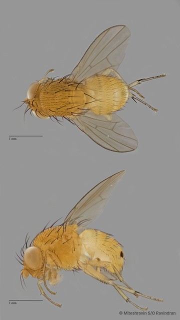 Lauxaniidae sp. "ZRCBDP0090632" • © Miteshravin S/O Ravindran • All Rights Reserved