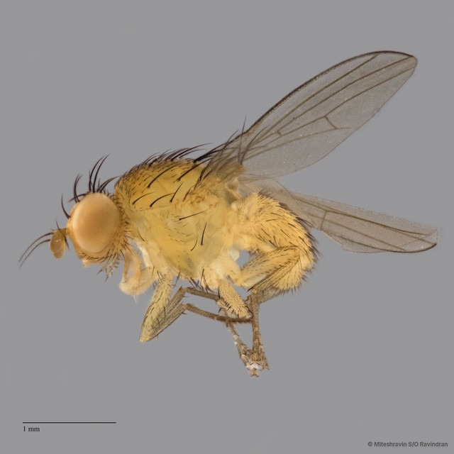 Lauxaniidae sp. "ZRCBDP0091022" • © Miteshravin S/O Ravindran • All Rights Reserved