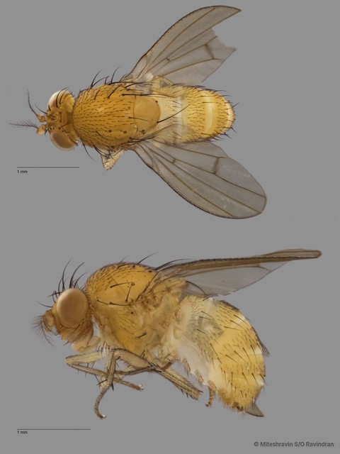 Lauxaniidae sp. "ZRCBDP0091337" • © Miteshravin S/O Ravindran • All Rights Reserved