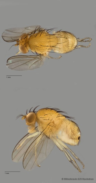 Lauxaniidae sp. "ZRCBDP0091412" • © Miteshravin S/O Ravindran • All Rights Reserved