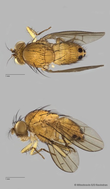 Lauxaniidae sp. "ZRCBDP0092353" • © Miteshravin S/O Ravindran • All Rights Reserved